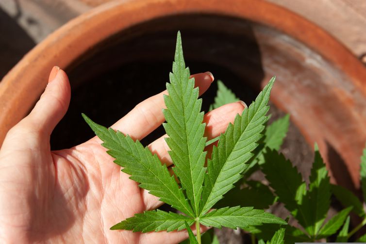 lovingimages/ Pixabay 23/06/2023 - óleo de canabis, canabidiol, cbd, thc. Foto: lovingimages/ Pixabay